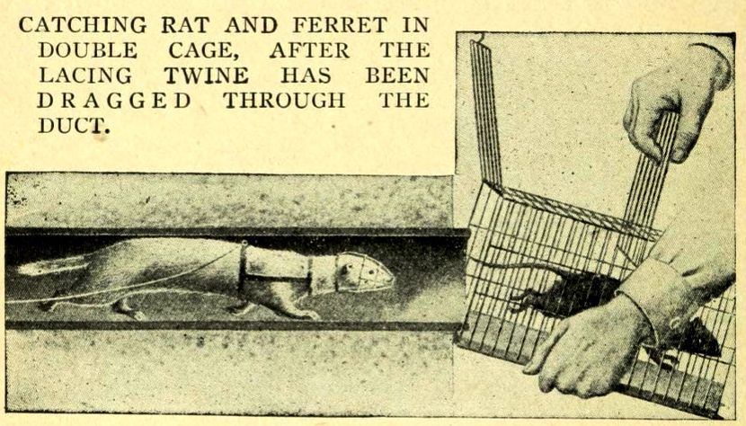 protahování potrubí, zdroj http://en.wikipedia.org/wiki/Ferret