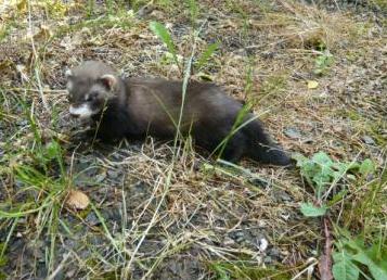 Chovatelský záměr - co nejtmavší fretka s černým čumáčkem, ilustrační foto Kateřina Markéta Matoušková
