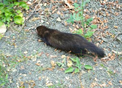 Blacksable, po matce polotchoř, foto Kateřina Markéta Matoušková