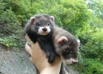 Blacksable, po matce polotchoři, foto Kateřina Markéta Matoušková