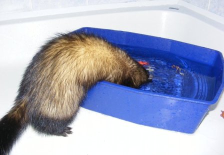 V horku vítané osvěžení. Foto Lenka Mandová