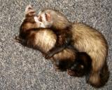 Krytí, foto Pavel Chyba