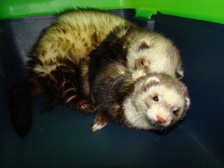 Krytí, foto Petra Benediktová