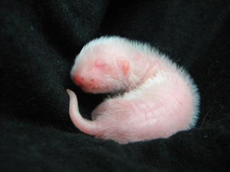 pětidenní albín, foto Pavlína Mozgová