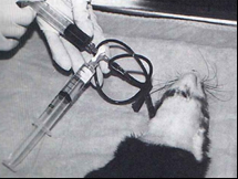 transfuze krve fretek, ilustrační foto archiv KCHPF