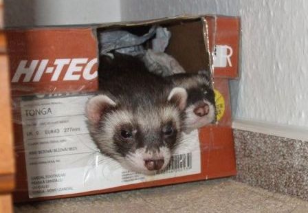 Lze použít i obyčejnou papírovou krabici. Ilustrační foto Lenka Mandová