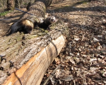 Téměř dokonalé maskování, foto Pavel Chyba