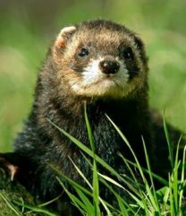 tchoř tmavý, ilustrační foto - http://www.djsphotography.co.uk/British%20Mammals/Mustelid.htm