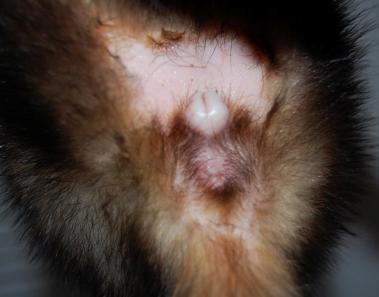 Samička fretky v říji - zvětšená vulva. Ilustrační foto Kamila Langrová